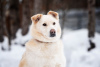 Photo №2 de l'annonce № 49545 de la vente chien bâtard - acheter à Fédération de Russie annonce privée