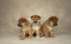 Photo №1. shiba - à vendre en ville de Tula | 739€ | Annonce №45758