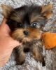 Photos supplémentaires: Yorkshire Terriers miniatures à vendre
