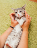 Photos supplémentaires: Le chaton Korzhik entre de bonnes mains