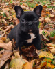 Photos supplémentaires: Magnifiques chiots bouledogue français à vendre mâle et femelle