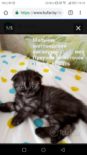 Photo №1. scottish fold - à vendre en ville de Minsk | 72€ | Annonce № 2139