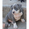 Photo №1. american pit bull terrier - à vendre en ville de Quickborn | 350€ | Annonce №119001