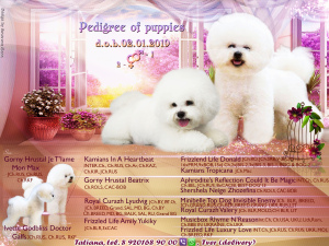 Photo №1. bichon à poil frisé - à vendre en ville de Moscou | Négocié | Annonce №1797