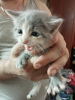 Photos supplémentaires: Chatons pelucheux d'un chat persan
