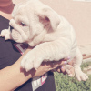 Photo №1. bulldog anglais - à vendre en ville de Москва | 733€ | Annonce №7655