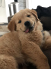 Photo №4. Je vais vendre golden retriever en ville de Chicago. annonce privée - prix - 473€