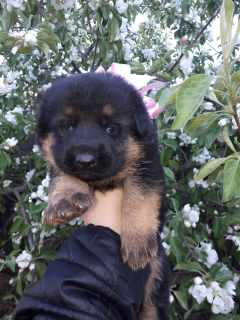 Photos supplémentaires: Vente de chiot de berger allemand de race pure, fille.