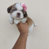 Photo №2 de l'annonce № 42827 de la vente shih tzu - acheter à USA éleveur