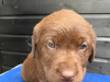 Photo №1. labradoodle - à vendre en ville de Аугсбург | 284€ | Annonce №70926