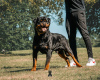 Photos supplémentaires: Kennel Club a enregistré de magnifiques chiots Rottweiler