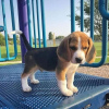 Photo №4. Je vais vendre beagle en ville de Potsdam. annonce privée - prix - 360€