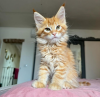 Photo №1. maine coon - à vendre en ville de Санкт-Мориц | 400€ | Annonce № 116331