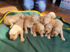 Photo №1. golden retriever - à vendre en ville de Амерсфоорт | 410€ | Annonce №16295