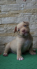 Photo №4. Je vais vendre american bully en ville de Москва. éleveur - prix - 616€