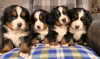 Photo №3. Superbes chiots bouvier bernois. USA