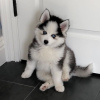 Photo №1. husky de sibérie - à vendre en ville de Nitra | négocié | Annonce №109387