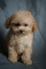 Photo №3. Maltipoo micro mini pour garçon luxueux, tikap. Allemagne