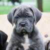 Photo №4. Je vais vendre cane corso en ville de Munich. annonce privée - prix - Gratuit