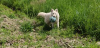 Photo №3. Berger blanc suisse. Fédération de Russie