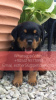 Photo №1. rottweiler - à vendre en ville de Volgograd | 426€ | Annonce №107025