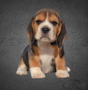 Photo №1. beagle - à vendre en ville de Minsk | 308€ | Annonce №30673