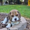 Photos supplémentaires: Les chiots Beagle recherchent