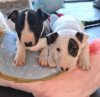 Photo №1. bull terrier - à vendre en ville de Zweibrücken | négocié | Annonce №109162