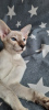 Photo №2 de l'annonce № 10406 de la vente oriental shorthair - acheter à Fédération de Russie éleveur