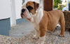 Photo №2 de l'annonce № 103480 de la vente bulldog anglais - acheter à Allemagne 