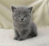 Photo №1. british shorthair - à vendre en ville de Milan | négocié | Annonce № 95728