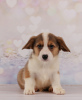 Photo №4. Je vais vendre welsh corgi en ville de Dnipro. éleveur - prix - Gratuit