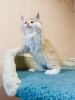 Photo №1. maine coon - à vendre en ville de Uxbridge | 400€ | Annonce № 125583