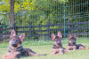 Photos supplémentaires: Chiots berger allemand