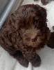 Photo №3. Labradoodle australien. La Grande-Bretagne