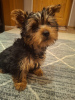 Photo №1. biewer yorkshire terrier, yorkshire terrier - à vendre en ville de Riga | 600€ | Annonce №127654