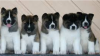 Photo №1. akita (chien) - à vendre en ville de Stockholm | négocié | Annonce №113184