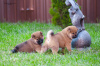 Photos supplémentaires: Chiots shiba inu