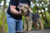 Photos supplémentaires: Chiots Welsh Terrier