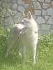 Photo №1. husky de sibérie - à vendre en ville de Voronezh | 571€ | Annonce №11610