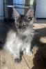 Photo №2 de l'annonce № 106955 de la vente maine coon - acheter à Allemagne annonce privée