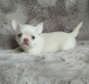 Photo №1. chihuahua - à vendre en ville de Tallinn | négocié | Annonce №127507