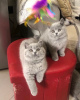 Photo №1. british shorthair - à vendre en ville de Helsinki | négocié | Annonce № 117920