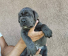 Photo №4. Je vais vendre cane corso en ville de Belgrade.  - prix - négocié