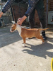 Photos supplémentaires: Chiots Bull Terrier à vendre