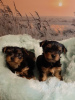 Photo №1. yorkshire terrier - à vendre en ville de Vilnius | 350€ | Annonce №75768