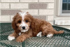 Photo №3. Beaux chiots Cavapoo Pour adoption gratuite. Allemagne