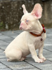 Photos supplémentaires: Chiots bouledogue français roses