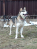 Photo №3. Asenka est un mélange de husky, un chien merveilleux ! Entre de bonnes mains. Fédération de Russie