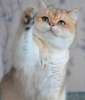 Photos supplémentaires: Nous vous proposons des chatons d'une race élite British golden chinchilla NY11.